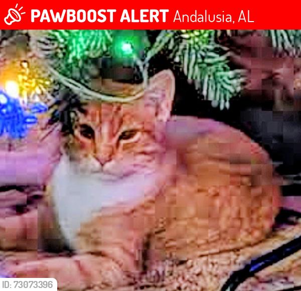Lost Male Cat last seen Sleepy road, Andalusia, AL 36421