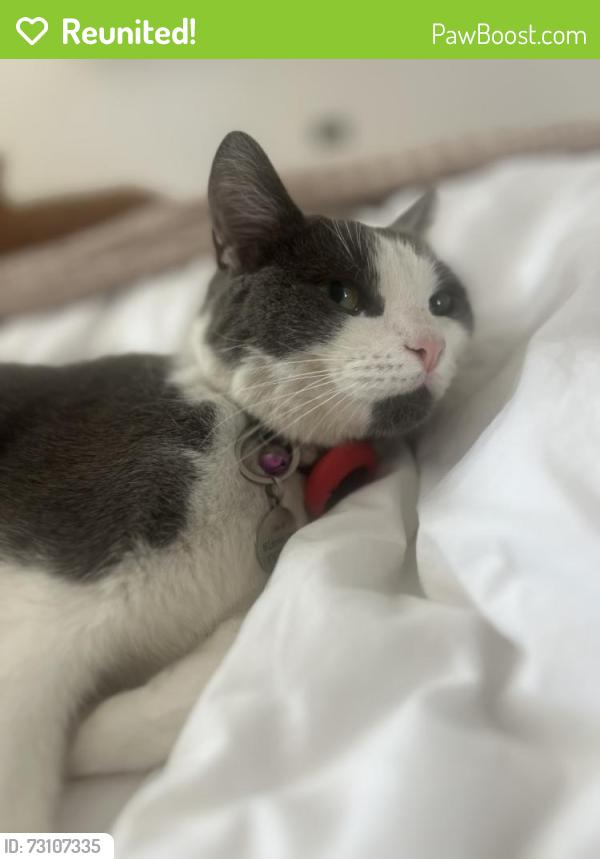 Reunited Male Cat last seen Near Wayneflete Tower Avenue, Surrey, England KT10 8QQ
