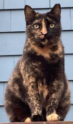 Reunited Female Cat last seen Roscoe Street, Norwalk, CT 06851