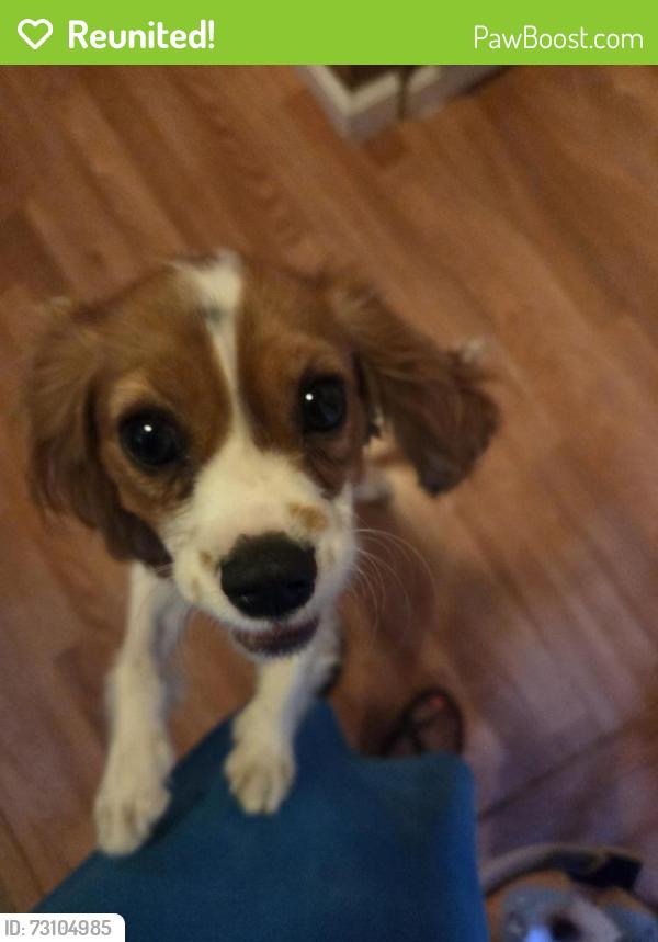 Reunited Female Dog last seen Rose & Coke, Bellflower, CA 90706