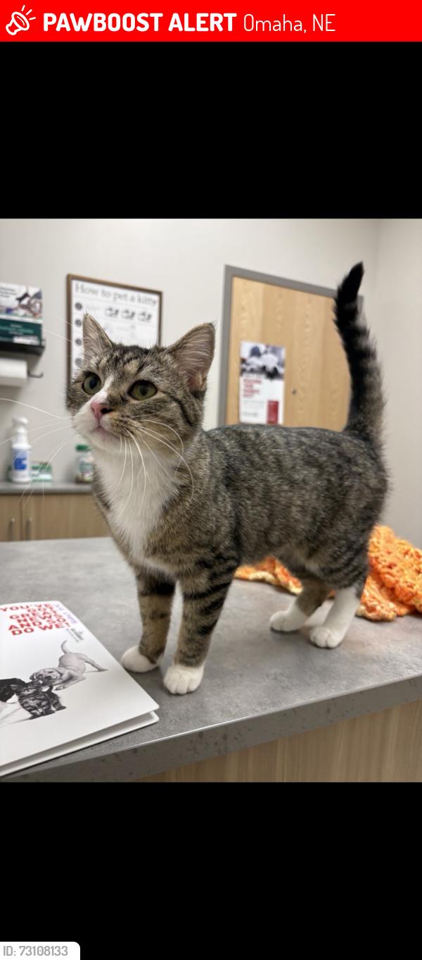 Lost Female Cat last seen 140th & Arbor (Center); Georgetowne apmts, Omaha, NE 68144