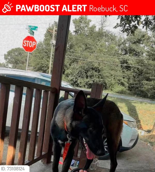 Lost Male Dog last seen Charles street roebuck 29376, Roebuck, SC 29376