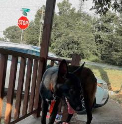 Lost Male Dog last seen Charles street roebuck 29376, Roebuck, SC 29376