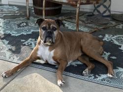 Lost Female Dog last seen Goza Rd @ Old Greenville Rd, Fayette County, GA 30215