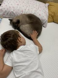 Reunited Female Cat last seen Nearest Lidl, Greater London, England 
