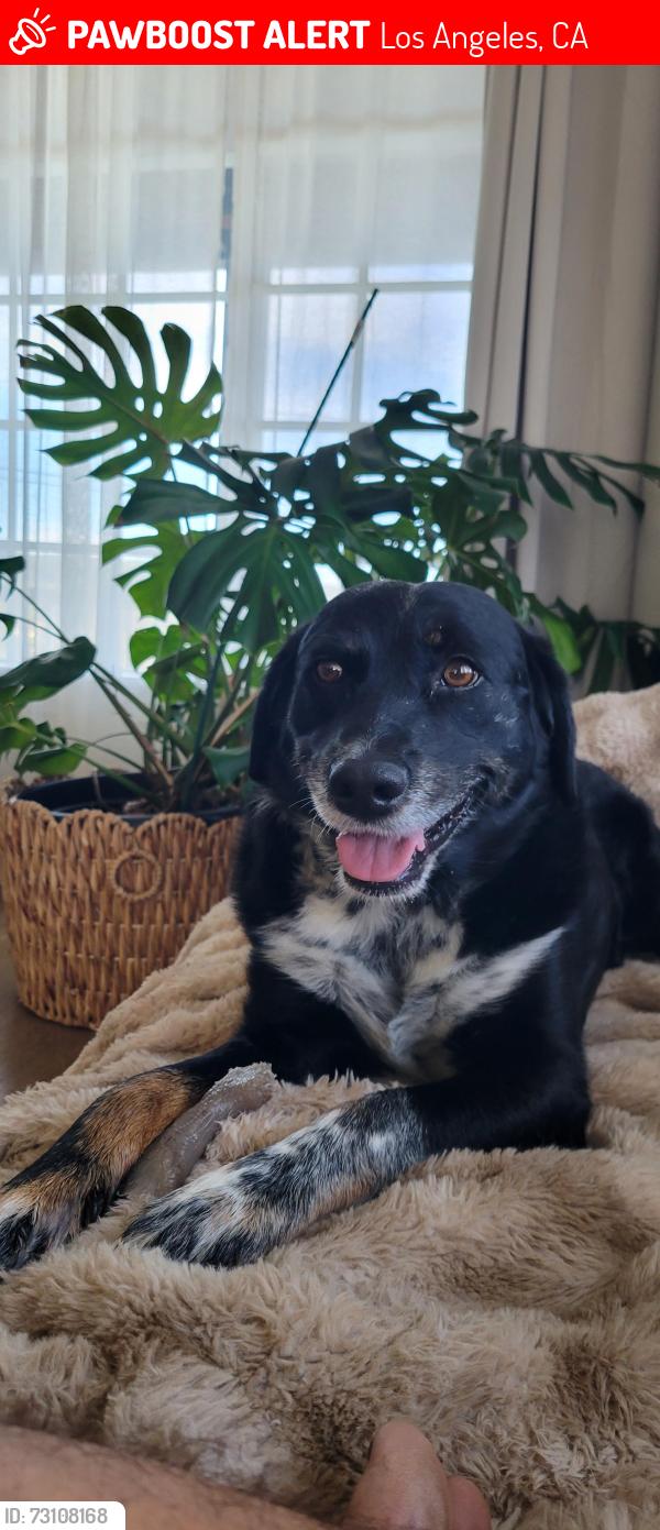 Lost Male Dog last seen Slauson and Centinela, Los Angeles, CA 90056