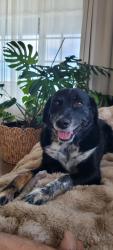 Lost Male Dog last seen Slauson and Centinela, Los Angeles, CA 90056