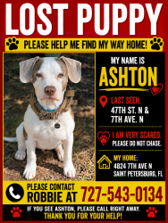 Reunited Male Dog last seen 49th st n and 7th Ave n, St. Petersburg, FL 33713