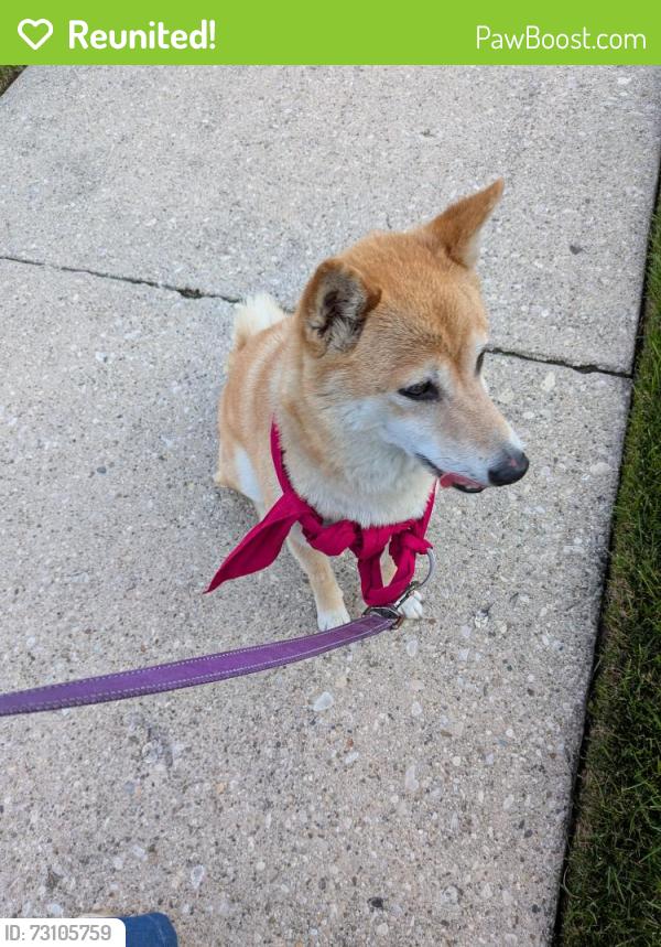 Reunited Female Dog last seen 76th CT and Dickens, Elmwood Park, IL 60707