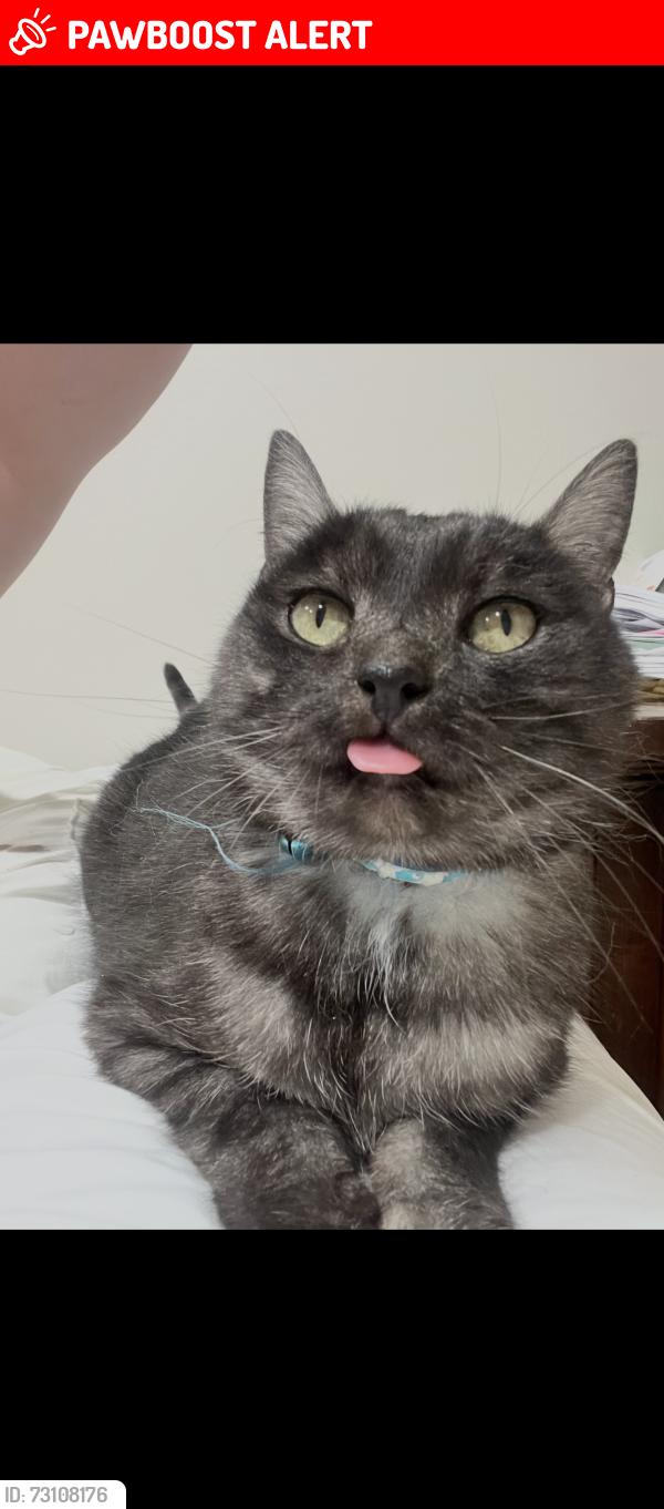Lost Male Cat last seen Maverick dr, Maryland Heights, MO 63043