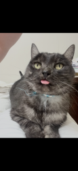 Lost Male Cat last seen Maverick dr, Maryland Heights, MO 63043