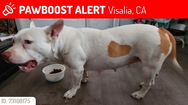 Lost Female Dog last seen Goshen Market, Visalia, CA 93291
