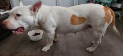 Lost Female Dog last seen Goshen Market, Visalia, CA 93291
