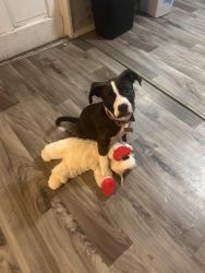 Reunited Male Dog last seen Falcohn Dr, Cyrstal Springs Dr, Redmond Rd, Boiling Springs Rd, Lexington County, SC 29073