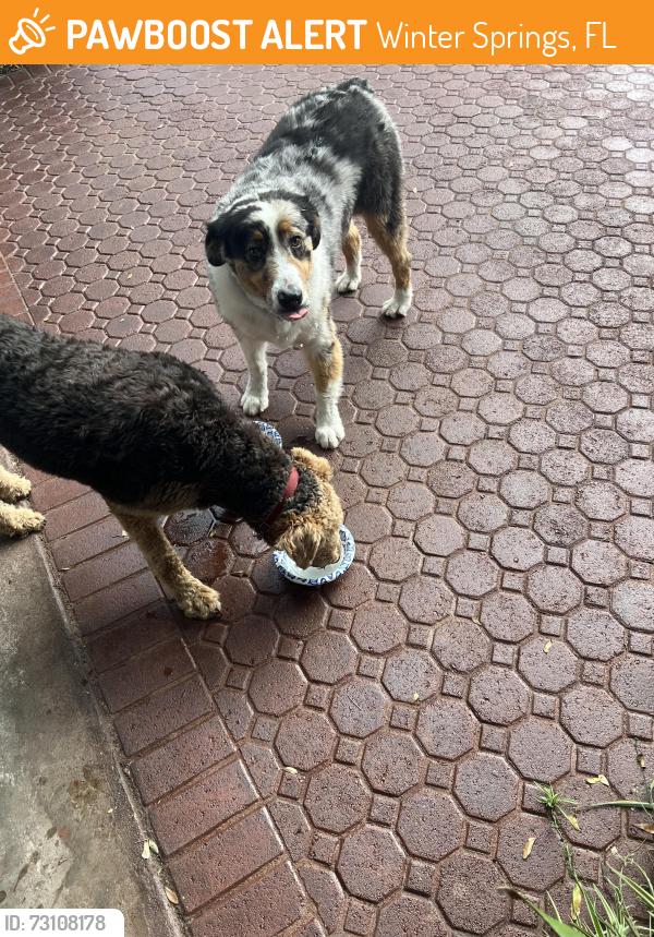 Found/Stray Female Dog last seen At my hse, Winter Springs, FL 32708