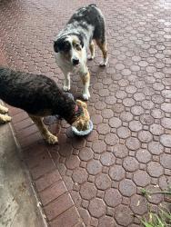 Found/Stray Female Dog last seen At my hse, Winter Springs, FL 32708