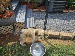 Reunited Male Dog last seen Long Shoals Rd, Gaston County, NC 28092
