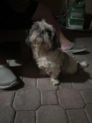 Found/Stray Male Dog last seen Necatarine and Snyder st, selma ca, Selma, CA 93662
