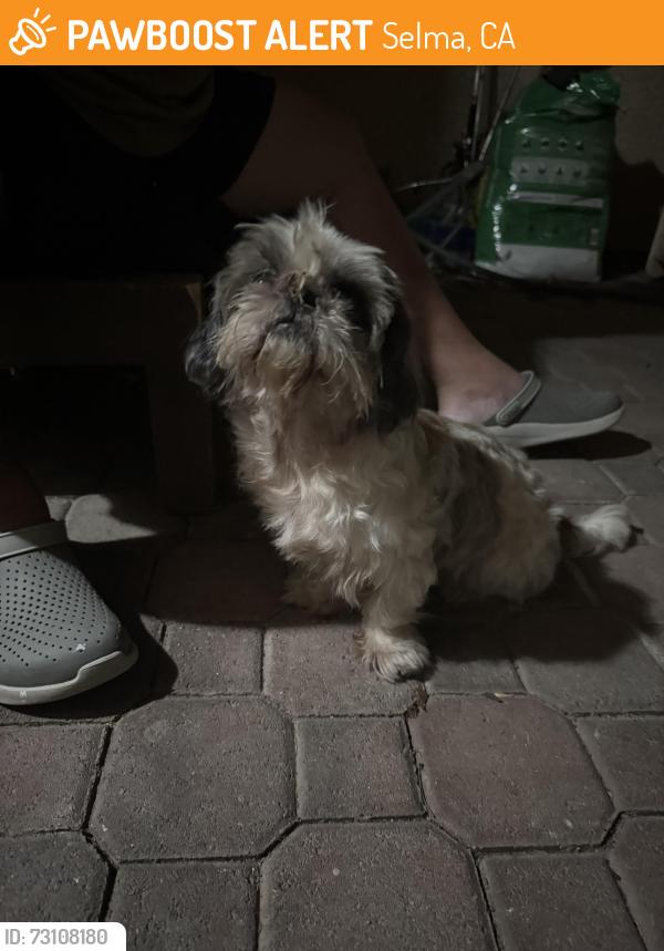 Found/Stray Male Dog last seen Necatarine and Snyder st, selma ca, Selma, CA 93662