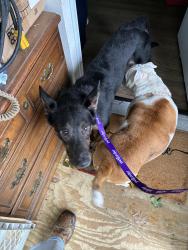Reunited Male Dog last seen Wolf’s wine and spirits, Bristol, CT 06010