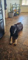 Lost Female Dog last seen Joshua/Caughlin Phelan ca, Phelan, CA 92371