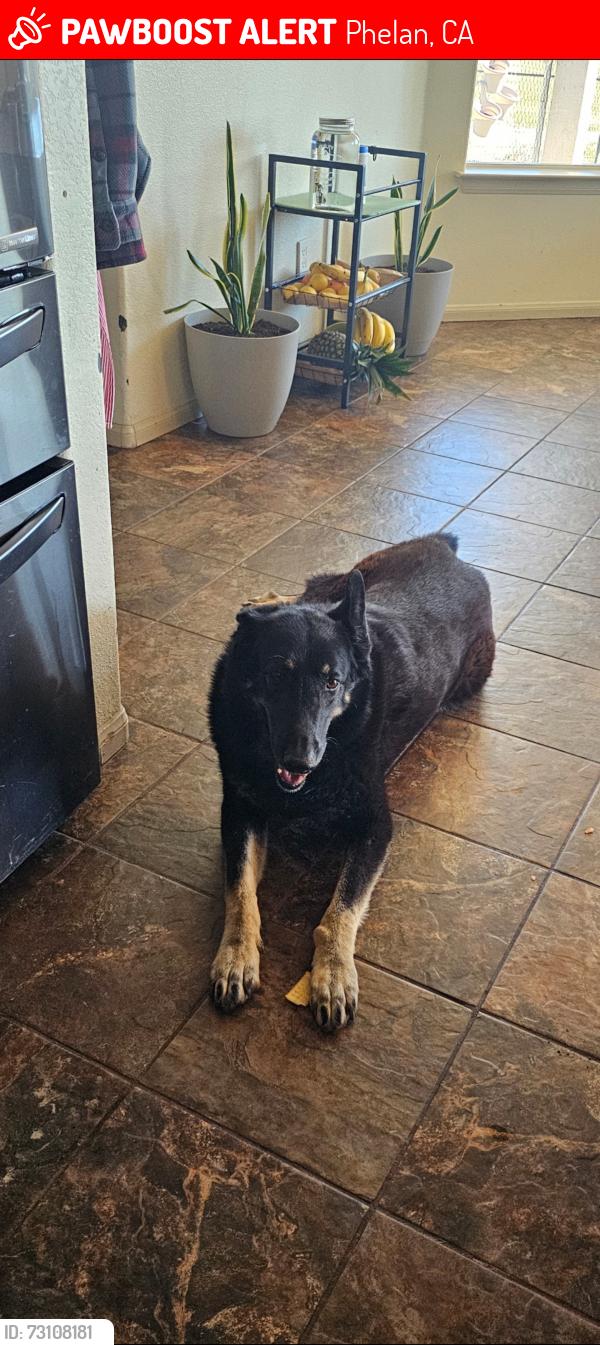 Lost Female Dog last seen Joshua/Caughlin Phelan ca, Phelan, CA 92371