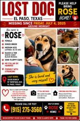 Lost Female Dog last seen From my back yard main road, El Paso, TX 79936