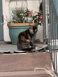 Found/Stray Unknown Cat last seen Franklin and Albemarle, Roanoke, VA 24016