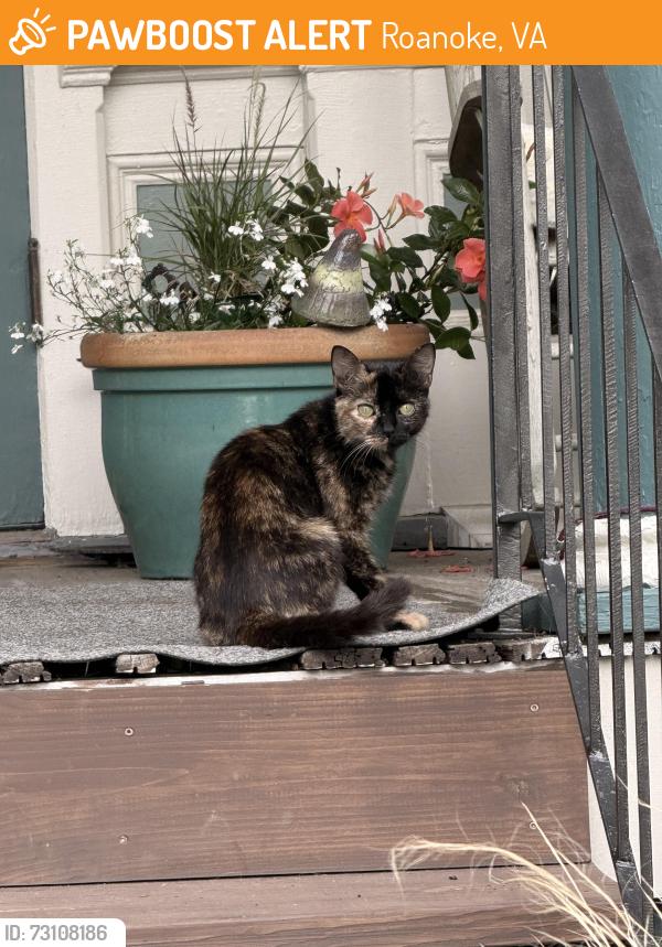 Found/Stray Unknown Cat last seen Franklin and Albemarle, Roanoke, VA 24016