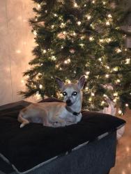 Lost Female Dog last seen Close to Trowbridge Garland Tx and, Garland, TX 75040