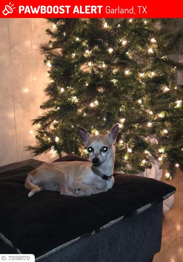 Lost Female Dog last seen Close to Trowbridge Garland Tx and, Garland, TX 75040