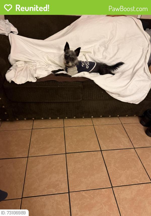 Reunited Male Dog last seen Home and Filmore, Bell, CA 90201