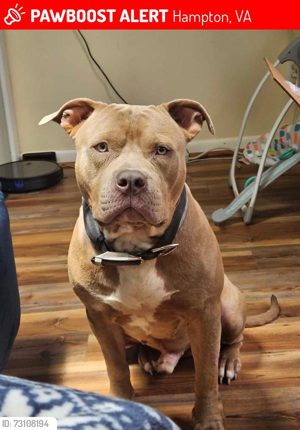 Lost Male Dog last seen Hunt Club, Hampton, VA 23666
