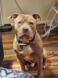 Lost Male Dog last seen Hunt Club, Hampton, VA 23666