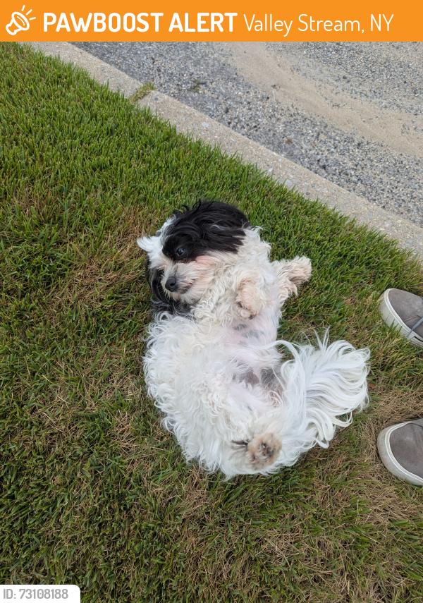 Found/Stray Female Dog last seen Bowe Rd and North Fletcher Ave, Valley Stream, NY 11580