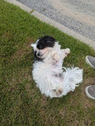 Found/Stray Female Dog last seen Bowe Rd and North Fletcher Ave, Valley Stream, NY 11580