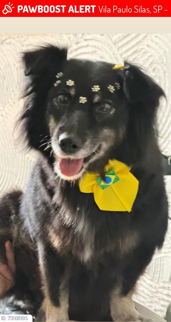 Lost Female Dog last seen Av oratorio, Vila Paulo Silas, SP 03264-050
