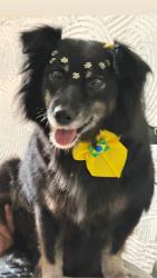 Lost Female Dog last seen Av oratorio, Vila Paulo Silas, SP 03264-050