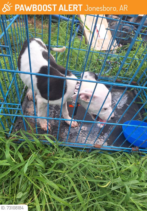 Found/Stray Female Dog last seen Arch Street, Jonesboro, AR 72401