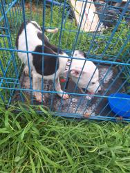 Found/Stray Female Dog last seen Arch Street, Jonesboro, AR 72401