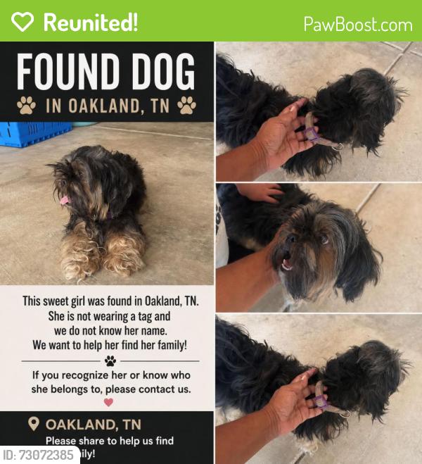 Reunited Female Dog last seen Redford lane, Oakland, TN 38060