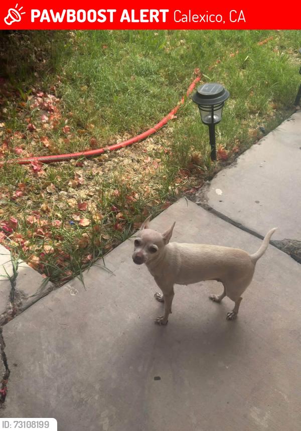 Lost Female Dog last seen Calle las flores, Calexico, CA 92231