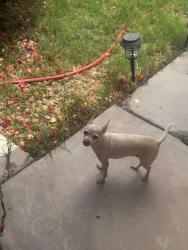 Lost Female Dog last seen Calle las flores, Calexico, CA 92231
