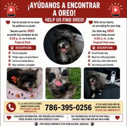 Lost Female Dog last seen Tropical Park/ Westchester, Tropical Park, FL 32953