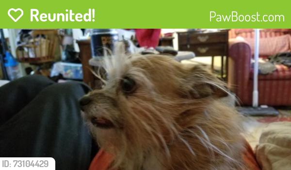 Reunited Male Dog last seen VILLAGE INN, Denver, CO 80249