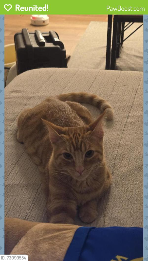 Reunited Male Cat last seen Entrance to 2nd half of king mountain archers trail, San Mateo County, CA 94062