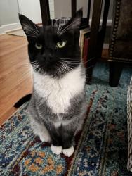 Reunited Female Cat last seen w 36th and eliot, Denver, CO 80211