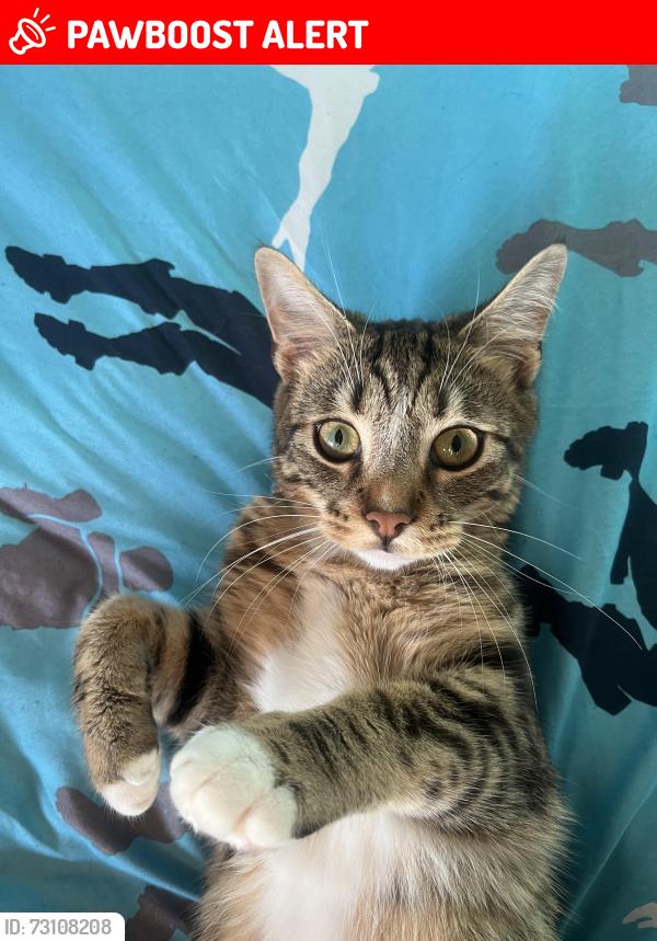 Lost Male Cat last seen Gilpin close, Washwood Heath, England B8 2RN