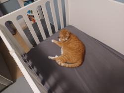 Reunited Female Cat last seen Near san anselmo avr, San Anselmo, CA 94960