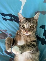 Lost Male Cat last seen Gilpin close, Washwood Heath, England B8 2RN